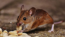 24 Hour & Emergency Exterminators in Ballantine, MT